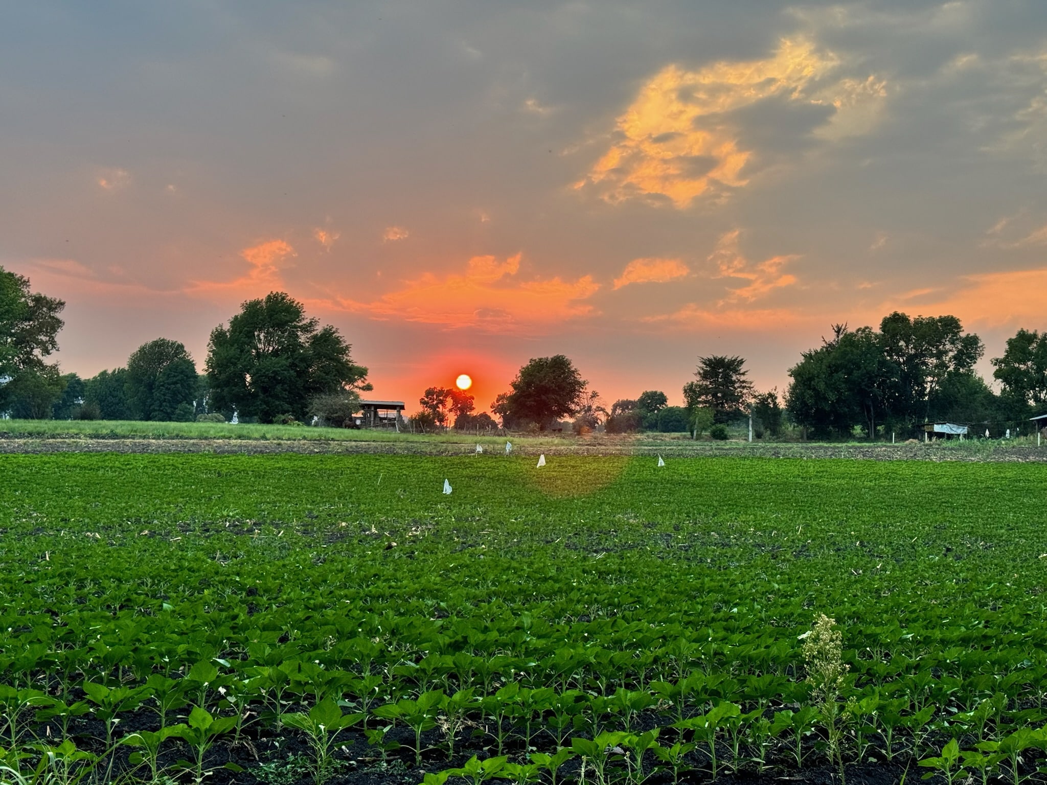 FOTO DE HUERTA CON PUESTA DE SOL