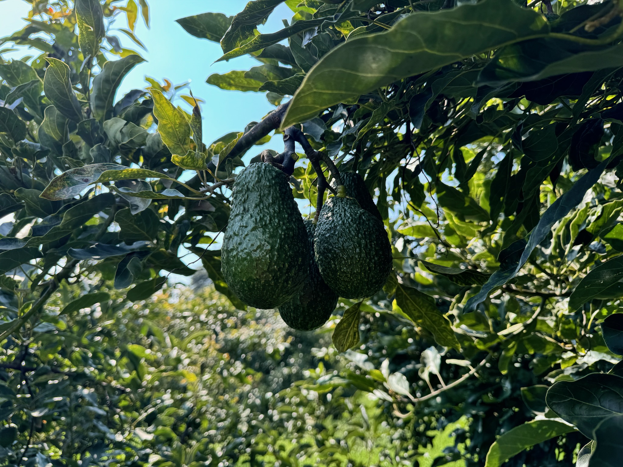 Imagotipo de Insumos Agricolas El Tarasco sin fondo