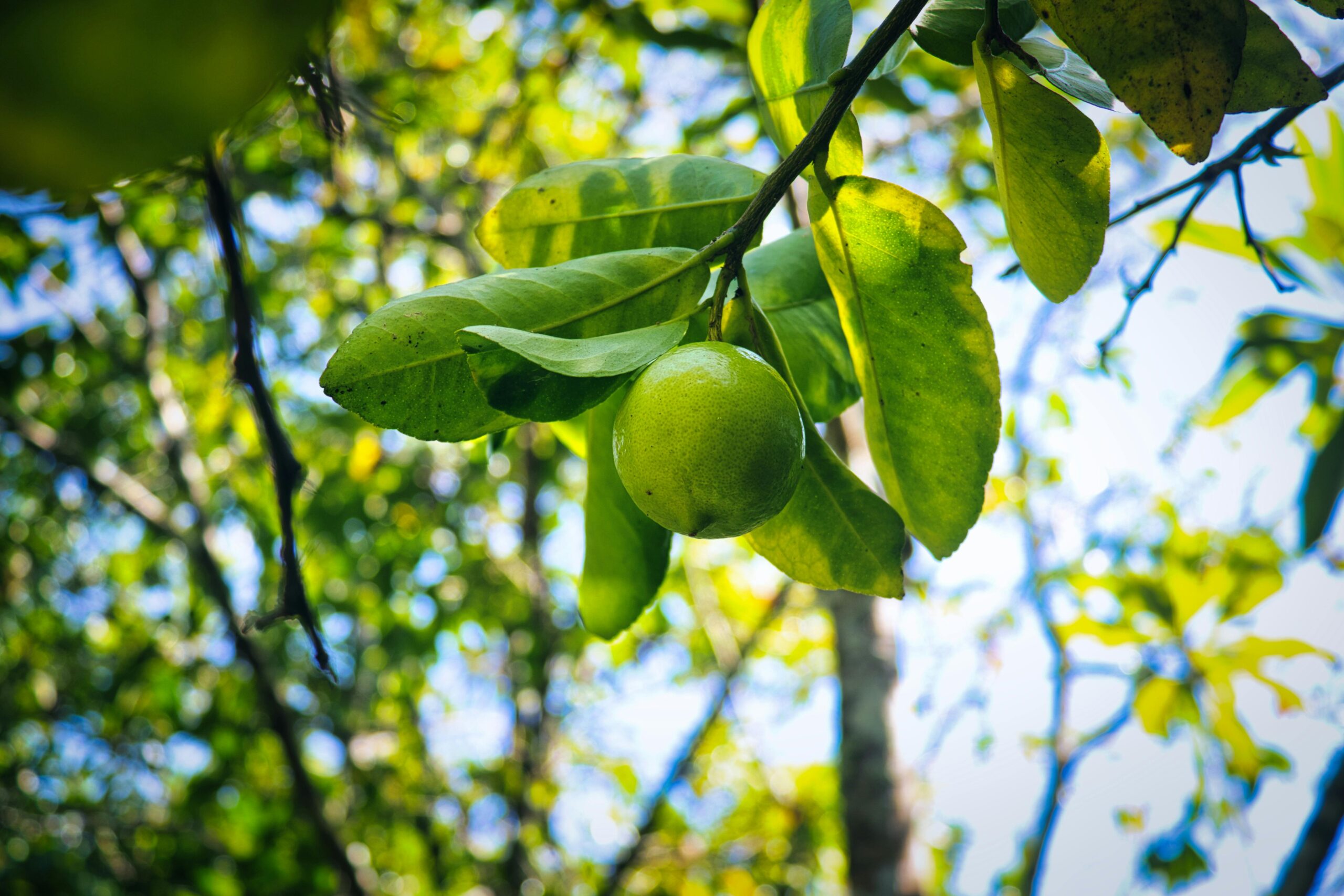 Imagotipo de Insumos Agricolas El Tarasco sin fondo