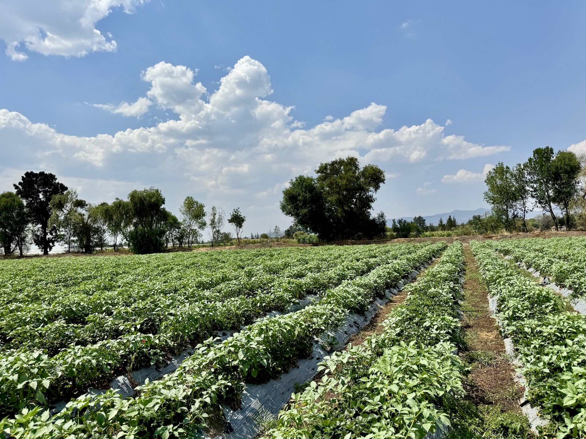 FOTO DE HUERTA CON PUESTA DE SOL