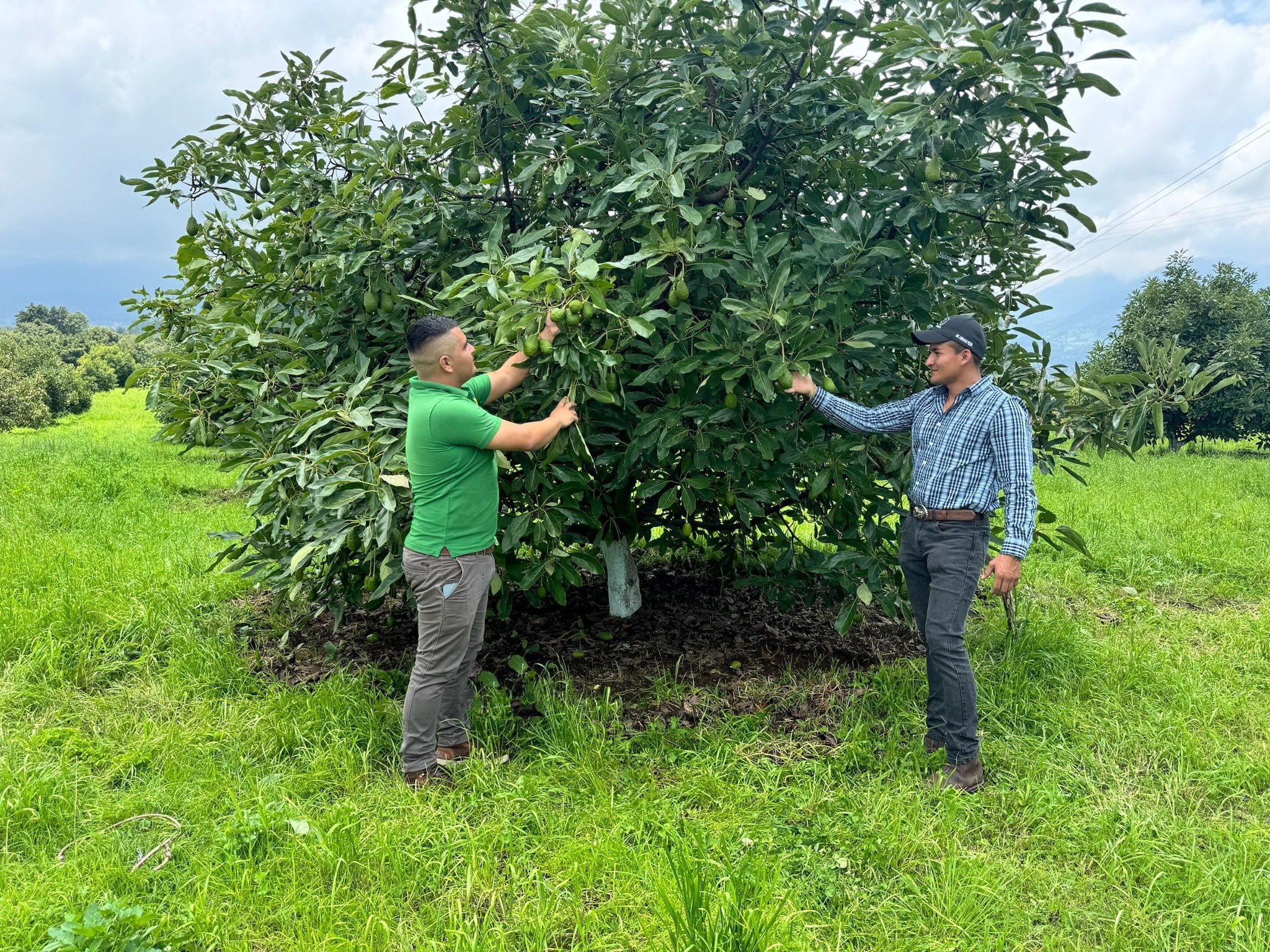 Ingenieros agronomos en campo